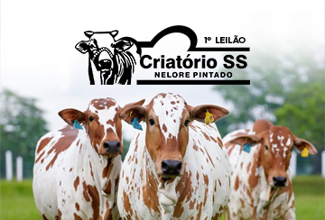 1º LEILÃO CRIATÓRIO SS NELORE PINTADO